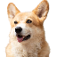 BNB DOG INU (BNBDOG) logo