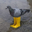 Pigeon In Yellow Boots (PIGEON) logo