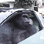 Gorilla In A Coupe (GIAC) logo