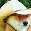 What in Tarnation? (WIT) logo