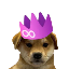 DogWif2.0 (WIF2) logo