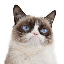 Grumpy Cat (grumpycatspl.com) (GRUMPY) logo